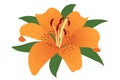 Orange lily flower on a Transparent background. Royalty Free Stock Photo