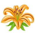 Orange lily flower vector