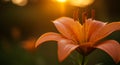 Orange Lily Flower in Warm Sunset Light Royalty Free Stock Photo