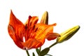 Orange lily flower on white background Royalty Free Stock Photo