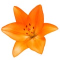 Orange lily flower yellow isolated on white background Royalty Free Stock Photo