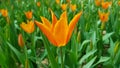 Orange Lily-flowered tulip