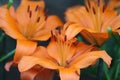 Orange lily flowers Royalty Free Stock Photo