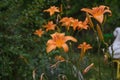 Orange lily flowers and buds in the garden. Selective focus. Royalty Free Stock Photo