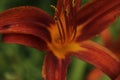 Orange lily flowers bush close up in summer Royalty Free Stock Photo