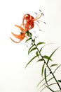 Tiger Lily petals in full blossom close up. Orange lily flowers isolated on white background. Royalty Free Stock Photo