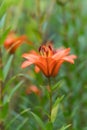 Orange lily flowers  in full bloom on a summer blurred background. Selected focus, shallow depth of field. Natural green Royalty Free Stock Photo
