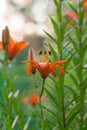 Orange lily flowers  in full bloom on a summer blurred background. Selected focus, shallow depth of field. Natural green Royalty Free Stock Photo