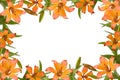 Orange lily frame