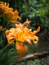 Orange lily