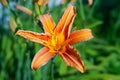 Orange lily in the garden. Close-up of garden daylily flowers on a flower bed. Natural background for design Royalty Free Stock Photo