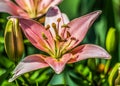 An orange lily blooms in the garden among green vegetation Royalty Free Stock Photo