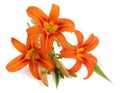 Orange Lily Lilium Bulbiferum flowers isolated