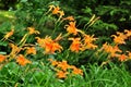 Orange lily (Lilium bulbiferum)