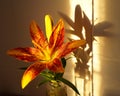 Orange lily, Lilium Pensylvanicum