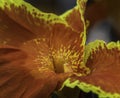 Orange lily macro photography. Exotic lily close up. Orange lilium flower. Orange lily flower background. Sri Lanka flowers. Sri L