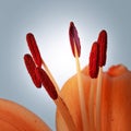 Orange lily pistils covered with pollen on blue background