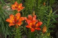 Orange lily plant, Lilium bulbiferum