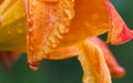 Orange Lily After the Rain Royalty Free Stock Photo