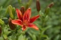 orange lily, in raindrops, bright color, summer. raindrops Royalty Free Stock Photo