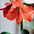 An orange lily stands on the windowsill. Common names are orange Royalty Free Stock Photo