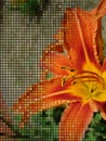 Orange lily with tile or embroidery effect