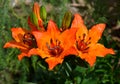 Orange Lily with water drops on its petals Royalty Free Stock Photo