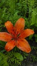 orange lily with water drops on petals after rain Royalty Free Stock Photo