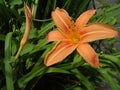 Orange lily, wild orange lily, orange cup Royalty Free Stock Photo