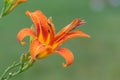 Orange Lilys aka fire lily against a green background Lilium bulbiferum with water droplets after a rain gently in the garden Royalty Free Stock Photo