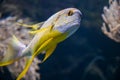 Orange-lined triggerfish Balistapus undulatus swimming in Aquarium Fish Tank Royalty Free Stock Photo