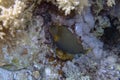 An Orange-lined Triggerfish Balistapus undulatus in the Red Sea Royalty Free Stock Photo