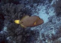 An Orange-lined Triggerfish Balistapus undulatus in the Red Sea Royalty Free Stock Photo