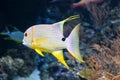 Orange-lined triggerfish Balistapus undulatus swimming in Aquarium Fish Tank Royalty Free Stock Photo