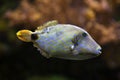 Orange-lined triggerfish Balistapus undulatus