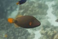 Orange lined triggerfish at Surin island Royalty Free Stock Photo