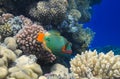 Orange-lined triggerfish swims among the corals of the Red Sea Royalty Free Stock Photo