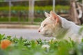 Orange little cute cat in the garden Royalty Free Stock Photo