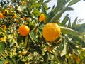 Orange little delicious mandarin on tree