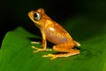 An orange little frog on a green leaf in Madagascar