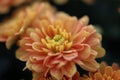 Orange little mum flower macro background