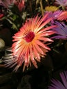 Orange Livingstone daisy, Bokbaaivygie or Buck Bay vygie in a garden in the Western Cape. Royalty Free Stock Photo