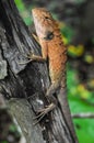 Orange Lizard Royalty Free Stock Photo