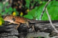 Orange Lizard Royalty Free Stock Photo