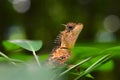 Orange Lizard - Calotes emma - Thailand Reptiles Royalty Free Stock Photo