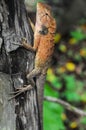 Orange Lizard , digital photo image Royalty Free Stock Photo