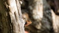 Orange lizard perched on a branch of tree