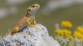 Orange lizard on a rock, surrounded by wildflowers Royalty Free Stock Photo