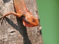 Orange lizard Royalty Free Stock Photo