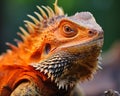 an orange lizard with spikes on its head Royalty Free Stock Photo